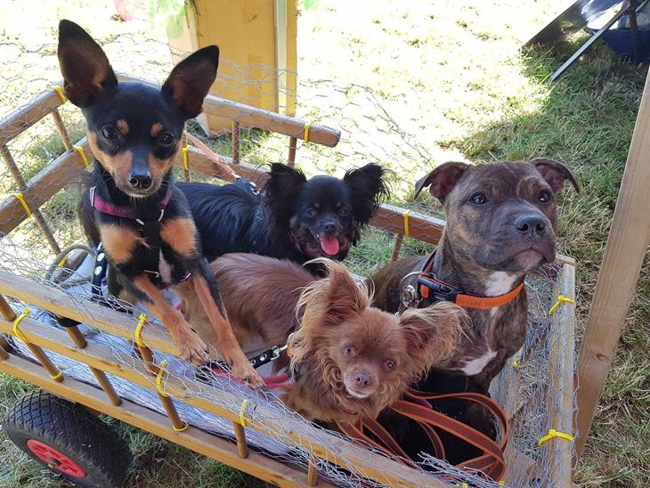 {{currentPhoto.altText}} billede {{currentPhoto.number}}