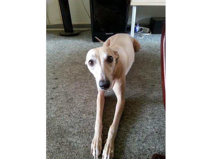 {{currentPhoto.altText}} billede {{currentPhoto.number}}