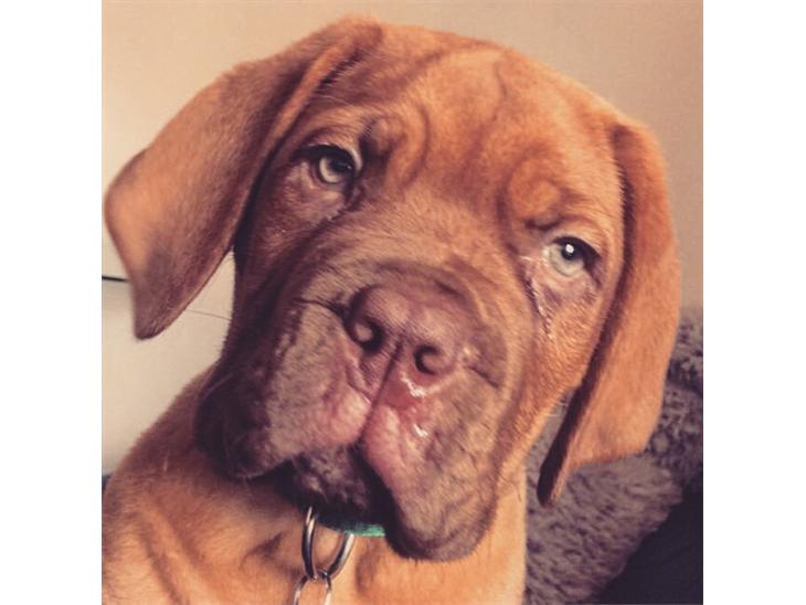 {{currentPhoto.altText}} billede {{currentPhoto.number}}