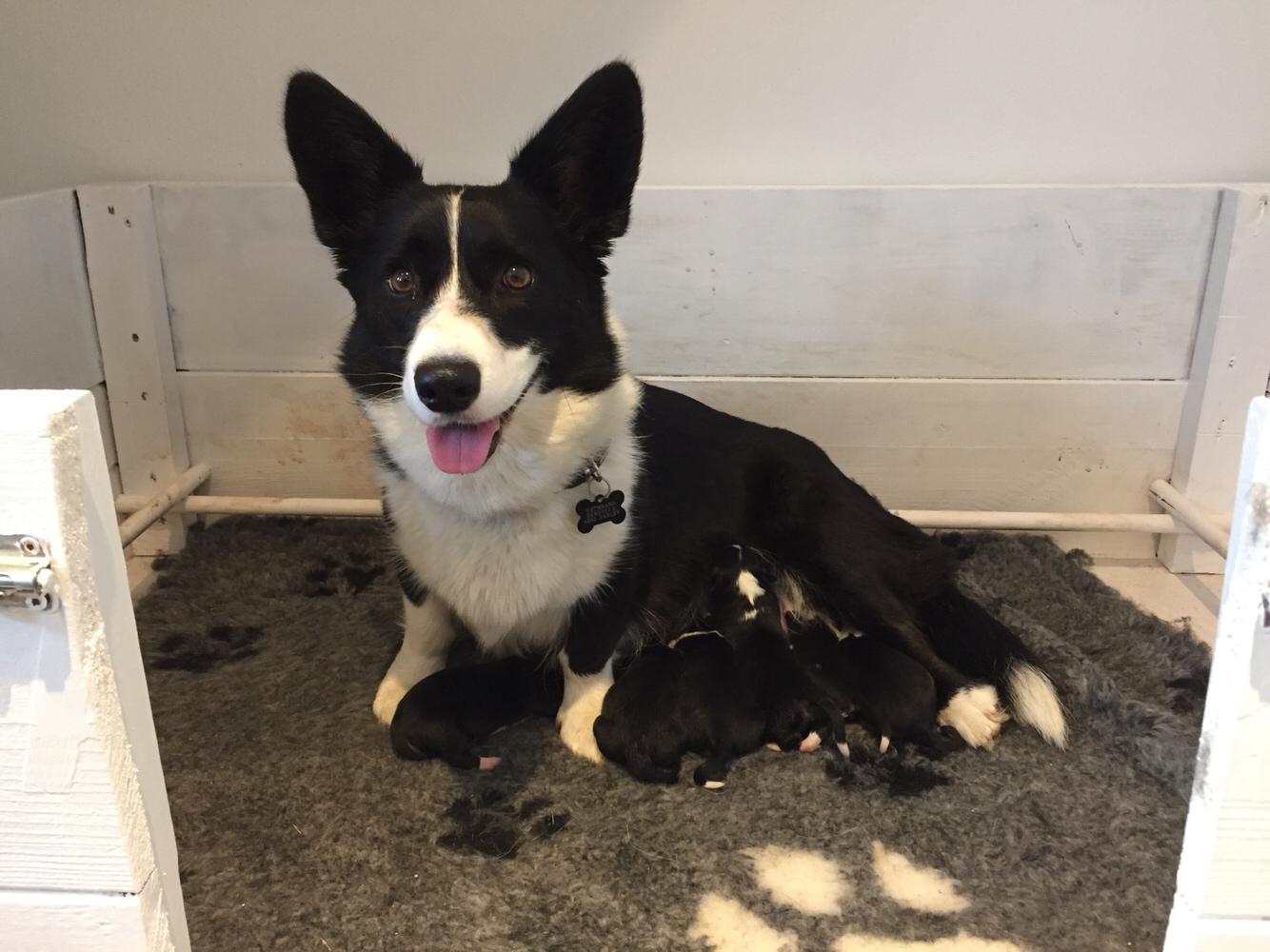 welsh corgi cardigan hvalpe welsh corgi cardigan hvalpe