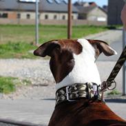 Dogs With Attitude
