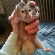 Til Bumle