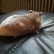 Til Bumle