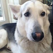 Hvid schæfer og husky