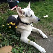 Hvid schæfer og husky