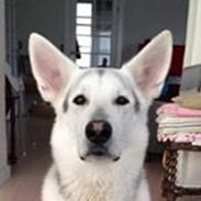 Hvid schæfer og husky