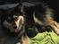 Finske lapphunde hvalpe født 27 sep.