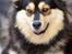 Finske lapphunde hvalpe født 27 sep.