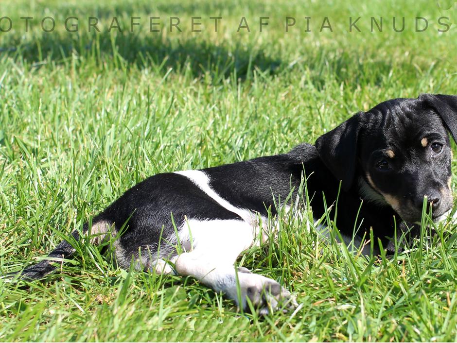 Model hvalpen Minnie.
