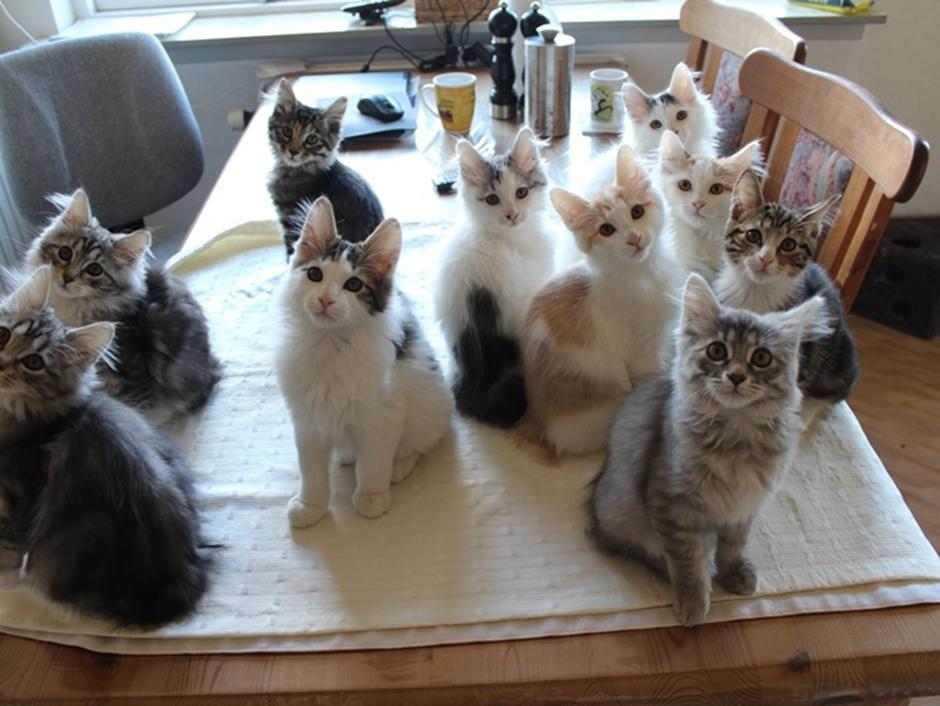 Kurilean bobtail killinger efteråret 2018