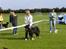 Hovawart hvalpe træf 2005