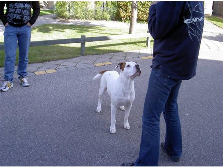 {{currentPhoto.altText}} billede {{currentPhoto.number}}