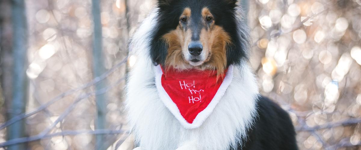 Billeder - Diverse hund - Uploadet af Milla - med schæfer & collie