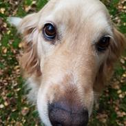 Golden/Cocker