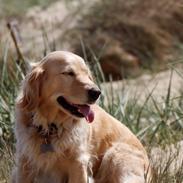 Golden/Cocker