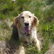 Golden/Cocker