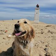 Golden/Cocker