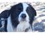 Tegn 100 Hunde -udfordring
