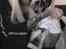 Marley, Jax, & Sully's mor & far :)