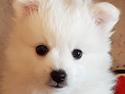 Nala