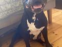 Min lille Bodil ( staffordshire terrier )