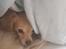 Asi min hund fået efter Charlie - chihuahua måske blanding der af 