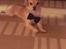 Asi min hund fået efter Charlie - chihuahua måske blanding der af 