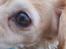 Asi min hund fået efter Charlie - chihuahua måske blanding der af 