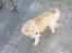 Asi min hund fået efter Charlie - chihuahua måske blanding der af 