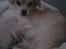 Asi min hund fået efter Charlie - chihuahua måske blanding der af 