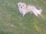 Asi min hund fået efter Charlie - chihuahua måske blanding der af 