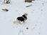 Asi min hund fået efter Charlie - chihuahua måske blanding der af 