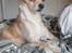 Asi min hund fået efter Charlie - chihuahua måske blanding der af 