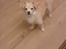 Asi min hund fået efter Charlie - chihuahua måske blanding der af 
