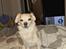 Asi min hund fået efter Charlie - chihuahua måske blanding der af 