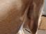 Min fede hund