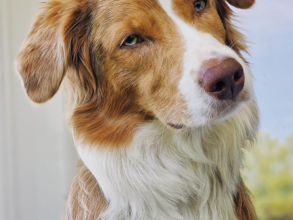 Bowie 9 måneder <3