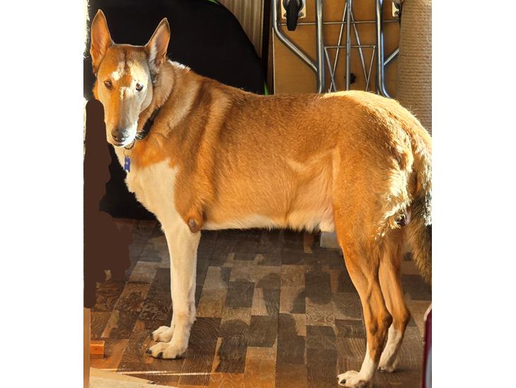 Min fede hund billede 1