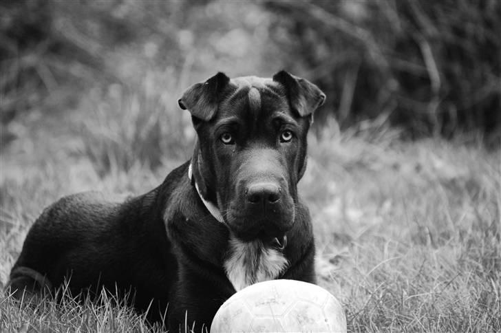 Billeder jeg er stolt af - Buddy i haven billede 33