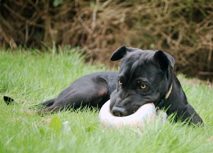 Billeder jeg er stolt af - I får ikke min bold! billede 34