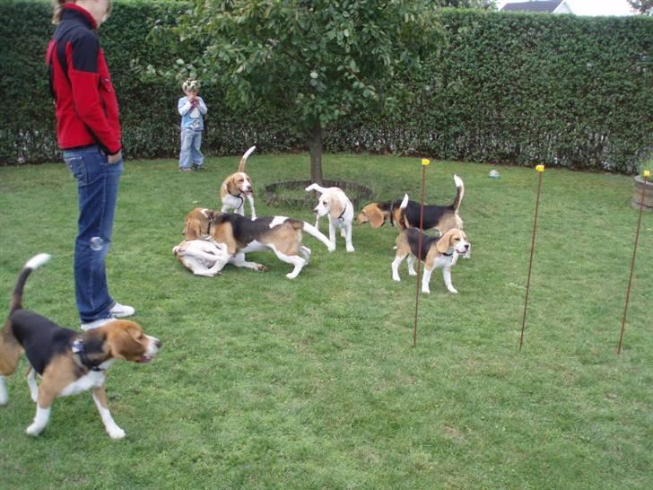 Hvalpe dag i beagle klubben billede 1