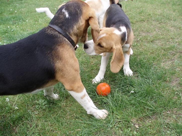 Hvalpe dag i beagle klubben billede 2