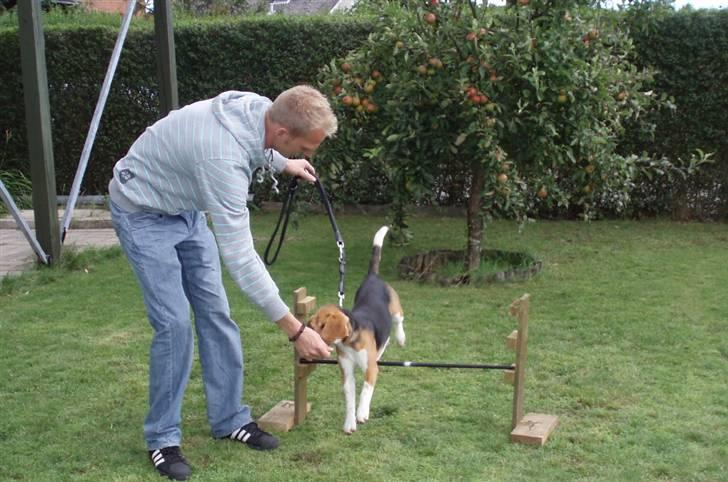 Hvalpe dag i beagle klubben billede 3