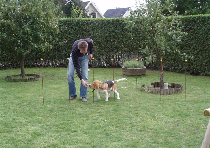 Hvalpe dag i beagle klubben billede 4