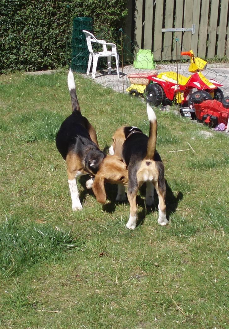 Hvalpe dag i beagle klubben billede 5