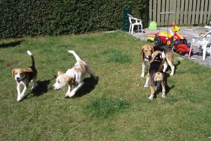 Hvalpe dag i beagle klubben billede 6