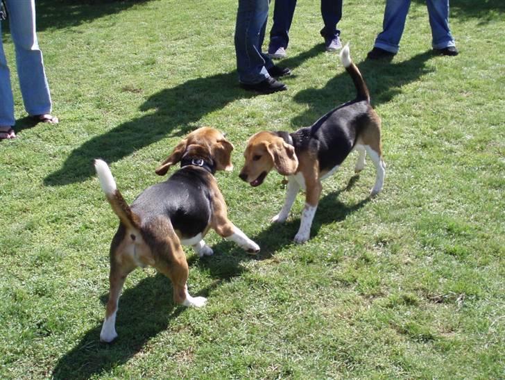 Hvalpe dag i beagle klubben billede 7