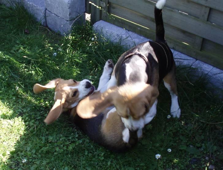 Hvalpe dag i beagle klubben billede 8