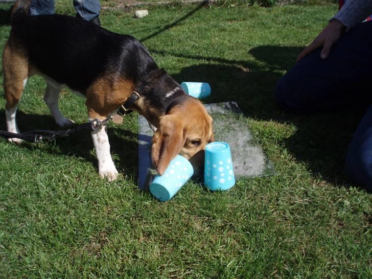 Hvalpe dag i beagle klubben billede 9