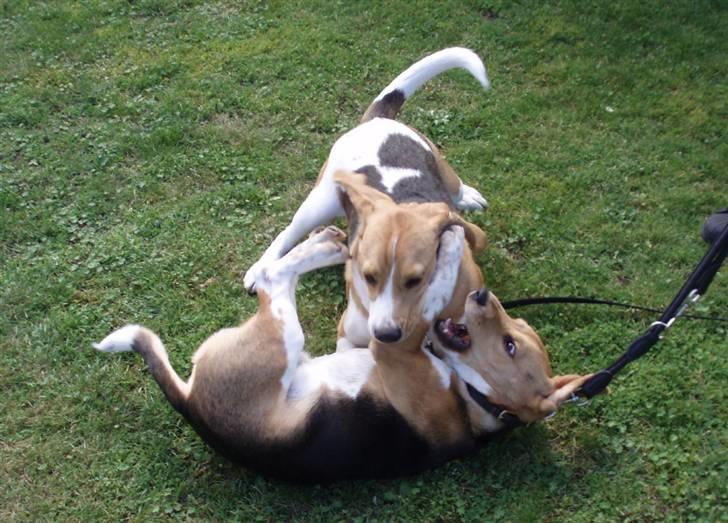 Hvalpe dag i beagle klubben billede 10